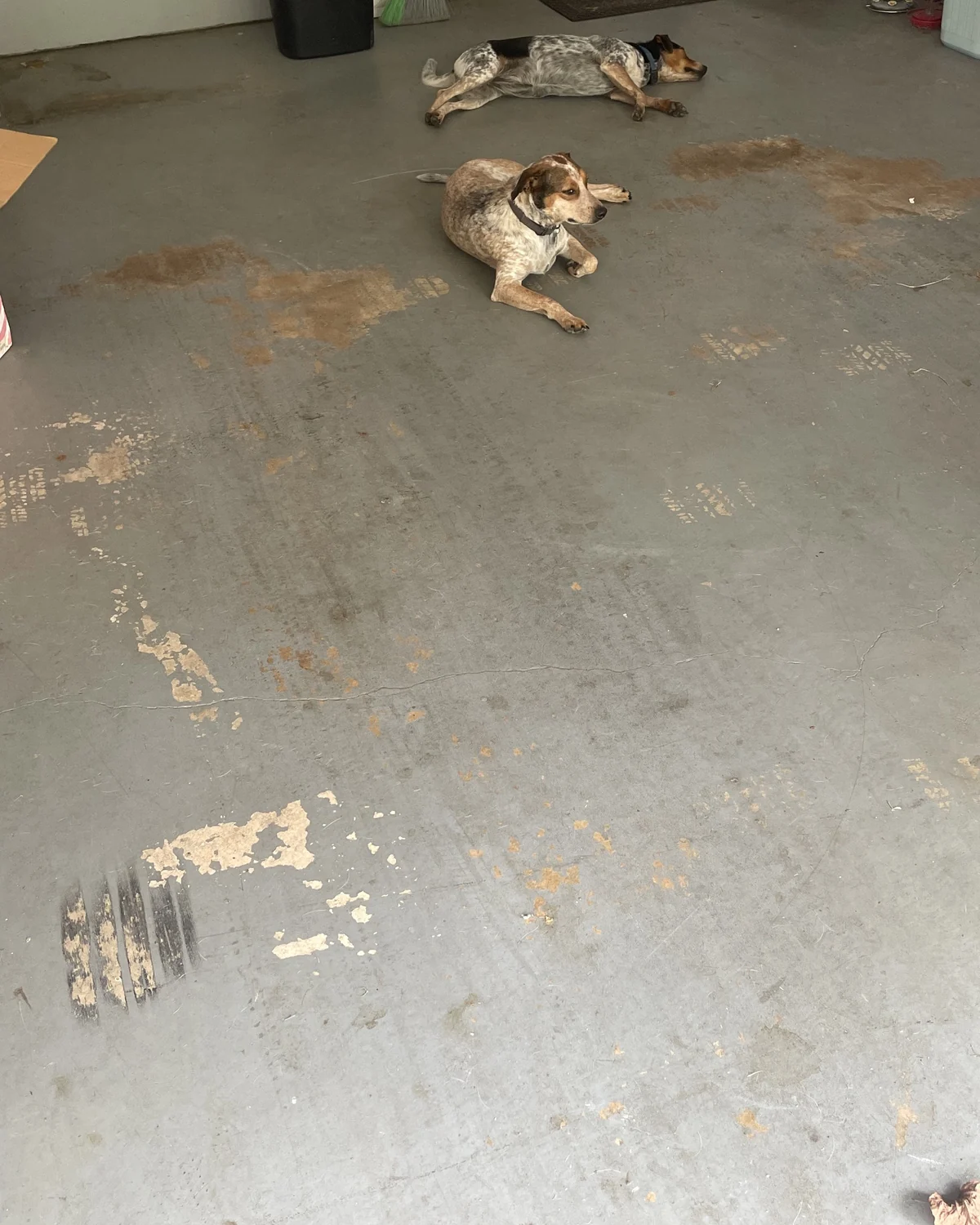 Dogs resting on an old garage floor with worn paint